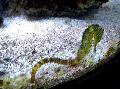 Aquariumvissen Hippocampus Comes, Geel foto, zorg en beschrijving, karakteristieken en groeiend