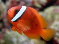 Tomato Clownfish Photo, characteristics and care