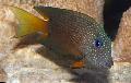Two Spot Bristletooth Tang Photo, characteristics and care