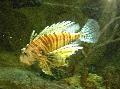 Volitan Lionfish, Pterois volitans, Striped Photo, care and description, characteristics and growing