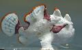 Warty frogfish (Clown frogfish) Photo, characteristics and care