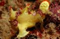 Akvārija Zivis Kārpains Frogfish (Klauns Frogfish), Antennarius maculatus, plankumains Foto, ka un apraksts, raksturlielumi un augošs