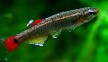 White Cloud Mountain Minnow care and characteristics
