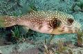 White-spotted Puffer Photo, characteristics and care