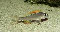 Aquarium Fish Xenotilapia nigrolabiata, Silver Photo, care and description, characteristics and growing