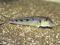 观赏鱼 Xenotilapia Ochrogenys, 斑 照, 关怀 和 描述, 特点 和 成长
