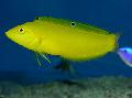 Yellow wrasse, Golden wrasse, Canary wrasse Photo, characteristics and care