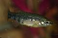 観賞魚 Zoogoneticus, スポッティング フォト, ケア と 説明, 特性 と 成長