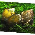 Пресноводные Моллюски Улитка волосатая, Thiara cancellata, желтый Фото, уход и описание, характеристика и выращивание