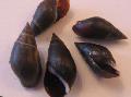 édesvízi kagyló Melanopsis Praemorsa, fekete fénykép, gondoskodás és leírás, jellemzők és növekvő
