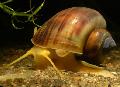 Freshwater Clam Mystery Snail, Apple Snail, Pomacea bridgesii, brown Photo, care and description, characteristics and growing