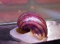 Слатководна Шкољка Mystery Snail, Apple Snail, Pomacea bridgesii, розе фотографија, брига и опис, карактеристике и растуће