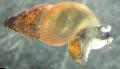 New Zealand Gjørme Snegle omsorg og kjennetegn