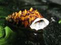 édesvízi kagyló hosszúkás spirál Pachymelania Byronensis fénykép, jellemzők és gondoskodás