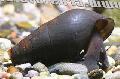édesvízi kagyló Potadoma Moerchi, barna fénykép, gondoskodás és leírás, jellemzők és növekvő