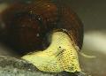 édesvízi kagyló Nyúl Csiga Tylomelania, Tylomelania towutensis, sárga fénykép, gondoskodás és leírás, jellemzők és növekvő