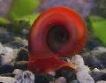 Ramshorn Snail