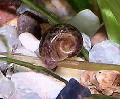 Slatkovodna školjka Ramshorn Puž, Planorbis corneus, braon Foto, briga i opis, karakteristike i uzgoj