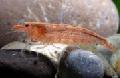 Acquario Crostacei d'Acqua Dolce  gamberetto, Potimirim americana, rosso foto, la cura e descrizione, caratteristiche e la coltivazione