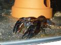 Black Lobster care and characteristics