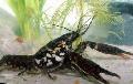 Black Mottled Crayfish care and characteristics