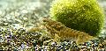 Aquarium Crústaigh Fionnuisce Gliomach Mottled Dubh, Procambarus enoplosternum, donn Photo, cúram agus Cur síos, saintréithe agus ag fás