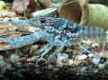 Akvārijs Saldūdens Vēžveidīgie Black Raibi Vēži vēzis, Procambarus enoplosternum, zils Foto, ka un apraksts, raksturlielumi un augošs