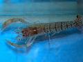 Blue Banded Shrimp, Blue Zebra Shrimp care and characteristics