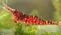 Aquarium Freshwater Crustaceans Brown Camo Shrimp, Caridina sp. Brown Camo, red Photo, care and description, characteristics and growing