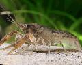 Cambarellus Montezumae crayfish Photo, characteristics and care