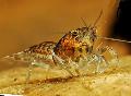 Cambarellus Puer crayfish Photo, characteristics and care