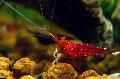 Aquarium Freshwater Crustaceans Cardinal Shrimp, Caridina sp. Cardinal, red Photo, care and description, characteristics and growing