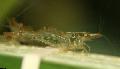 Akwarium Słodkowodne Skorupiaki Cherry Krewetki, Paratya australiensis, brązowy zdjęcie, odejście i opis, charakterystyka i hodowla