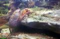 Aquarium Crústaigh Fionnuisce Gliomach Cockroach portán, Aegla platensis, donn Photo, cúram agus Cur síos, saintréithe agus ag fás