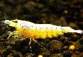 Aquarium Freshwater Crustaceans Golden Bee Shrimp, Caridina cantonensis sp. Golden Bee, yellow Photo, care and description, characteristics and growing