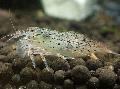 Aquarium Freshwater Crustaceans Green Lacer Shrimp, Atyoida pilipes, grey Photo, care and description, characteristics and growing