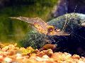 Akvaarium Magevees Elavad Koorikloomad Guinea Sülem Krevetid, Desmocaris trispinosa, pruun Foto, hoolitsemine ja kirjeldus, omadused ja kasvav