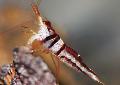 Aquarium Freshwater Crustaceans Harlequin Shrimp, Caridina cf. spongicola, red Photo, care and description, characteristics and growing