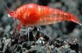 Hawaiian Red Shrimp, Opae Ula, Hawaiian Volcano Shrimp care and characteristics