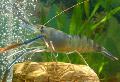 Aquarium Crústaigh Fionnuisce Macrobrachium shrimp, gorm Photo, cúram agus Cur síos, saintréithe agus ag fás