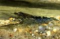 Akwarium Słodkowodne Skorupiaki Macrobrachium krewetka, szary zdjęcie, odejście i opis, charakterystyka i hodowla