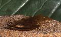 Akvarium Ferskvand Krebsdyr Macrobrachium rejer, brun Foto, pleje og beskrivelse, egenskaber og voksende