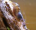 Aquarium Freshwater Crustaceans Malaya Shrimp, Caridina Babaulti sp. Malaya, brown Photo, care and description, characteristics and growing