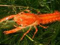 Aquarium Freshwater Crustaceans Mexican Dwarf Orange Crayfish, Cambarellus patzcuarensis, red Photo, care and description, characteristics and growing
