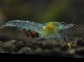 აკვარიუმი წყლის კიბოსებრთა ატამი Shrimp, Marbled ჯუჯა Shrimp, Redback Shrimp კრევეტი, Neocaridina palmata, ლურჯი სურათი, ზრუნვა და აღწერა, მახასიათებლები და იზრდება
