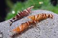 Aquarium Freshwater Crustaceans Ninja Shrimp, Caridina serratirostris, striped Photo, care and description, characteristics and growing