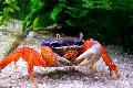Aquarium Freshwater Crustaceans Pacific Land Crab, Rainbow Crab, Cardisoma armatum, red Photo, care and description, characteristics and growing