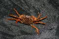 Panther Crab  Photo, characteristics and care