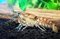Akvarij Sladkovodni Raki Procambarus Spiculifer raki, rjava fotografija, nega in opis, značilnosti in rast