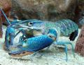 Red Claw Cray (Blue Lobster) care and characteristics